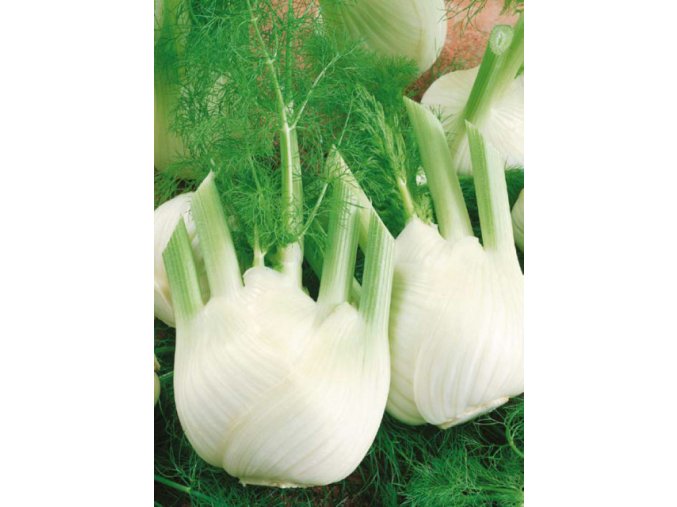 Fenikel obyčajný – De Florencia