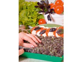 Mikrozelenina Bazalka