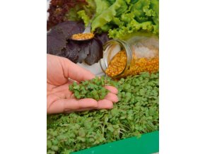 Mikrozelenina Horčica