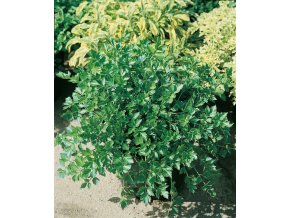 PREMIUM Ligurček lekársky