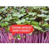 Kapusta červená mikrozelenina semená