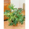 Izbová rastlina - Philodendron