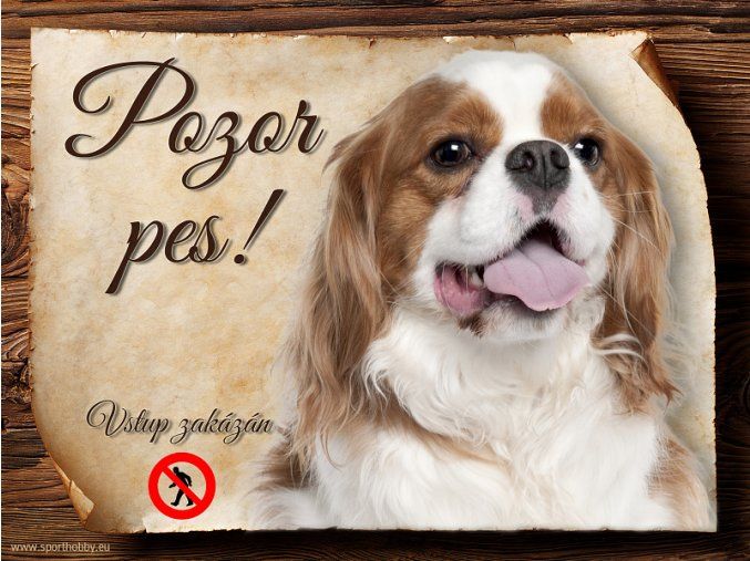 676 Cedulka Kavalír King Charles španěl