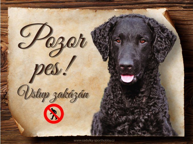 1663 Cedulka Curly coated retrívr
