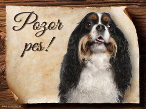 667 Cedulka Kavalír King Charles španěl