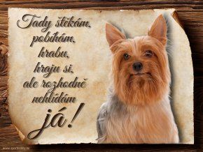 897 Cedulka Australský silky teriér