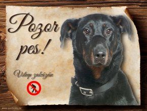 488 Cedulka Beauceron