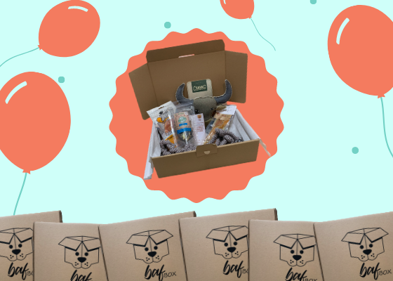 Ako vznikol BAF BOX?