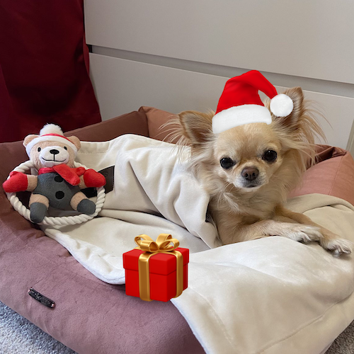 Tipy na vánoční dárky pro pejsky a kočky