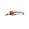 ramphorhynchus (7)