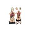 Betzold Torso reduced 85138 a ZD