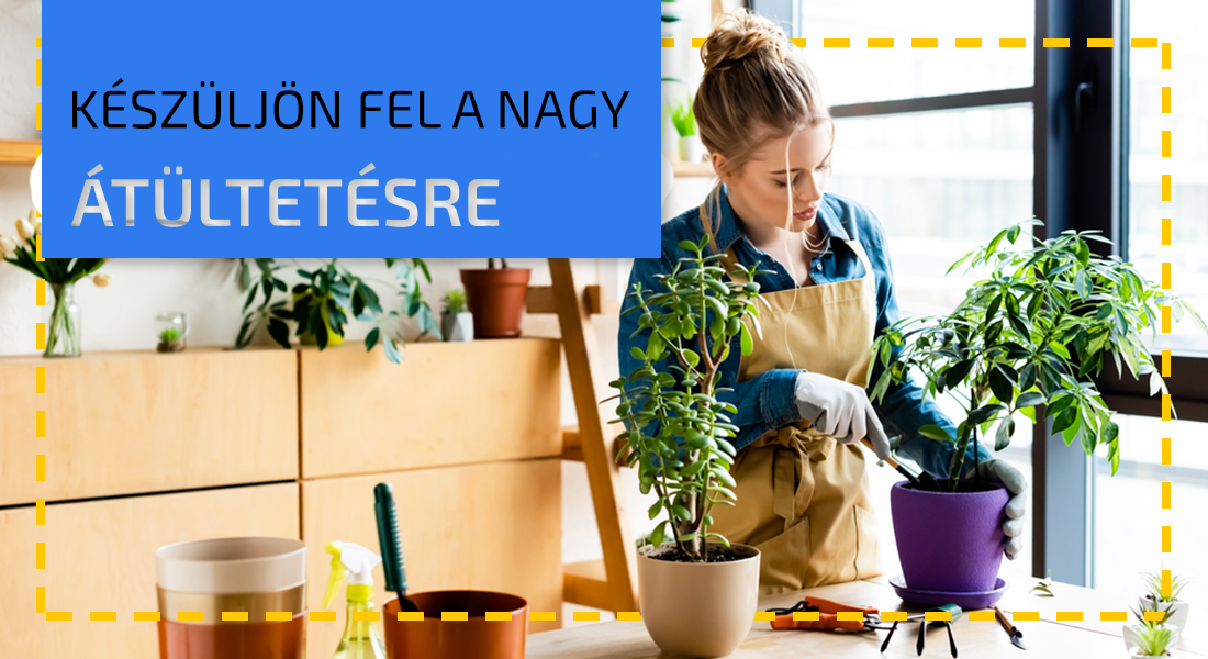 Mit tehetünk, ha a szobanövényeink átültetésért kiáltanak?