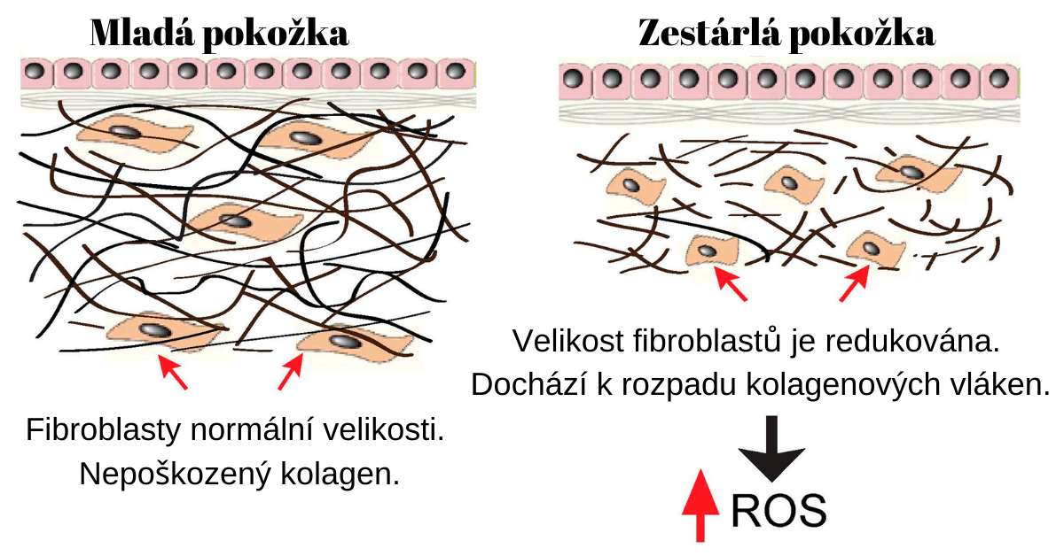 kolagendrink.cz Living Buddha antoixidant