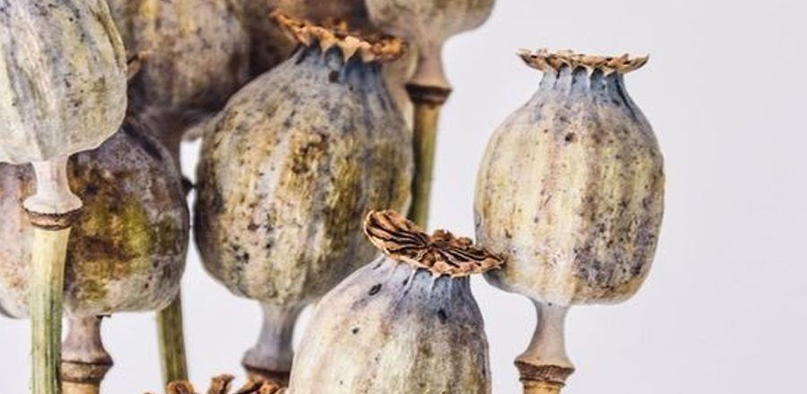 A mák - a keton diéta szerves része