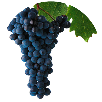 odruda-opr_cabernet_sauvignon