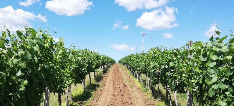 História vinohradníctva v Novohrade a snaha o jeho súčasnú záchranu