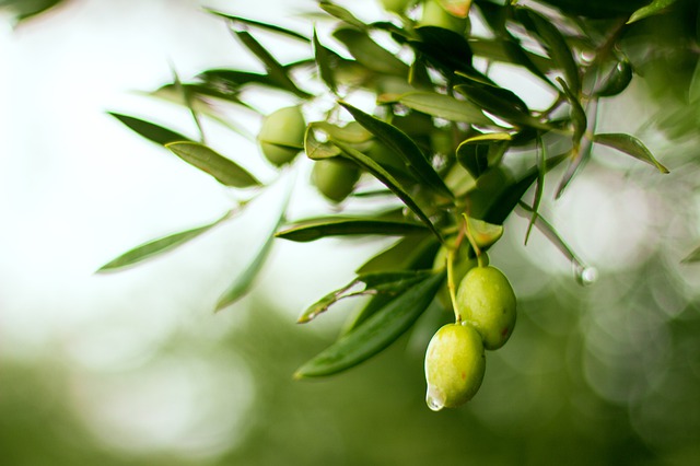 olive-4636808_640