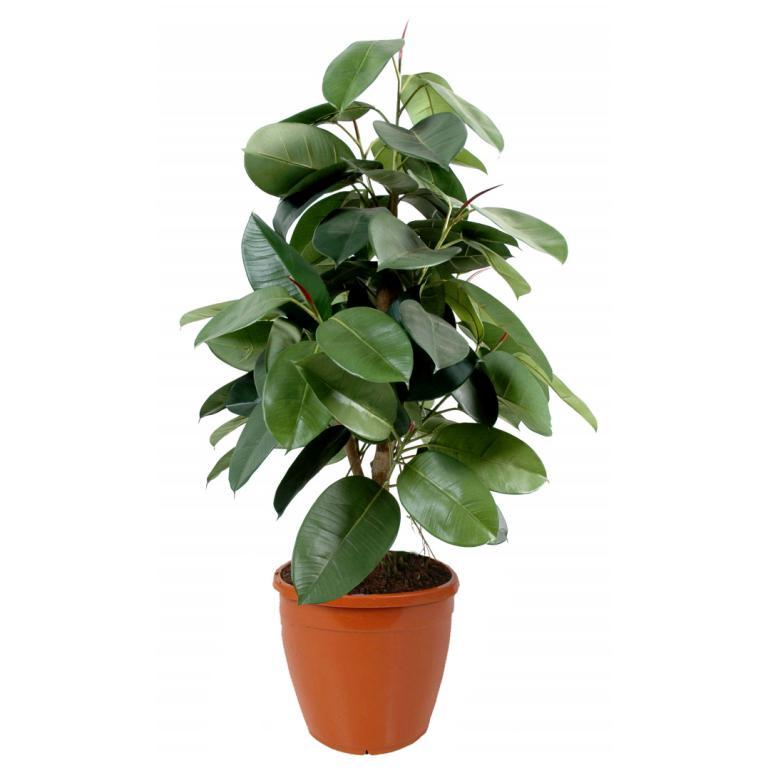 1266085209_ficus_elastica