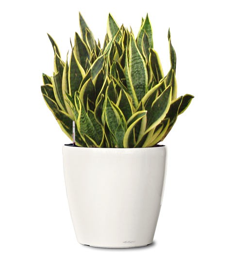 futura-superba-snake-plant-small-ornamental-sansevieria-trifasciata-futura-superba-realornementals.com-web