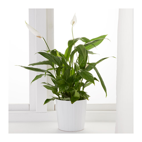 spathiphyllum-potted-plant-peace-lily__0443866_pe594593_s4