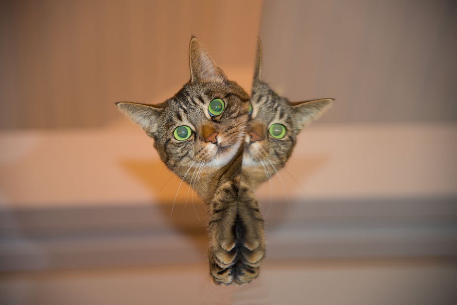 cat-pet-mirror