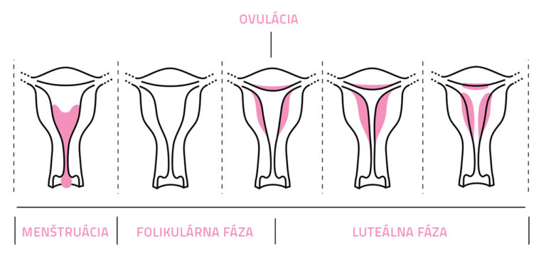 menstruacni-cyklus_faze-768x368