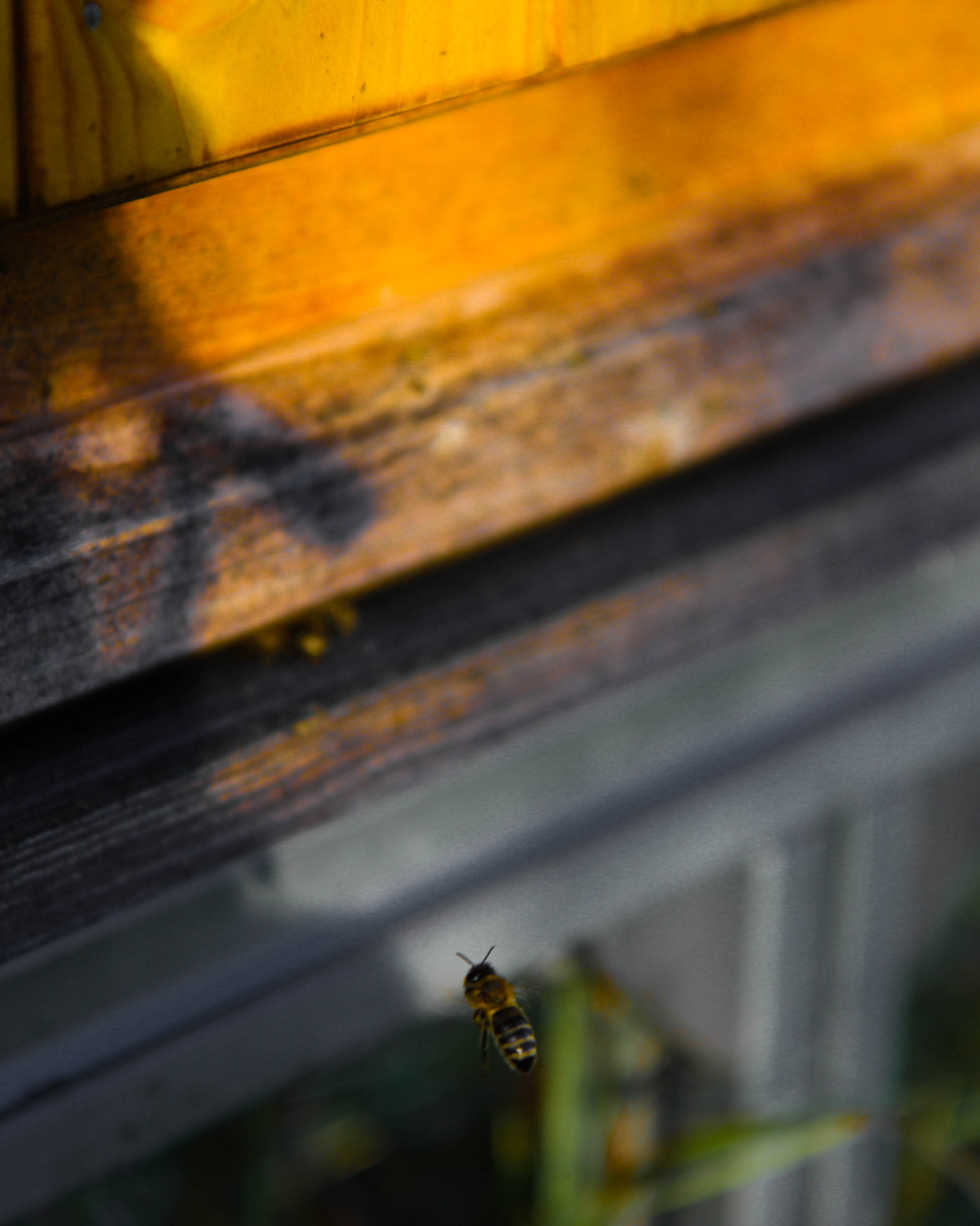 včela medonosná vytváří včelí vosk