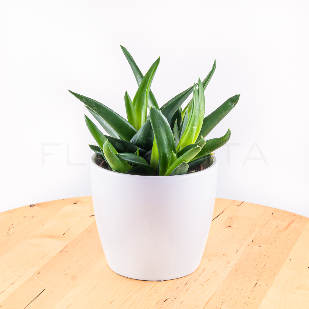 aloe-vera-florecita-001