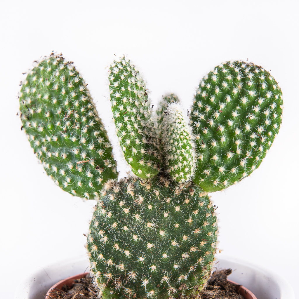 opuntia-microdasys-florecita-025