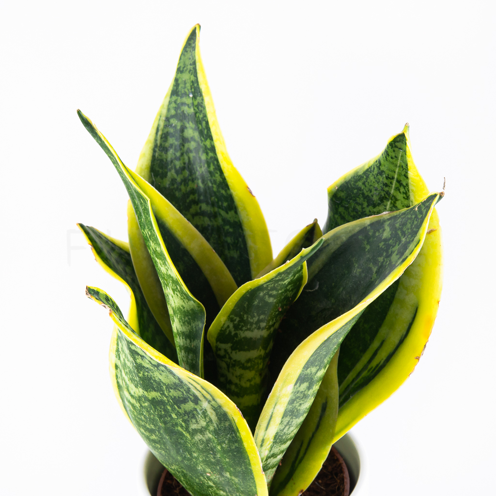 sansevieria-laurentii-florecita-025