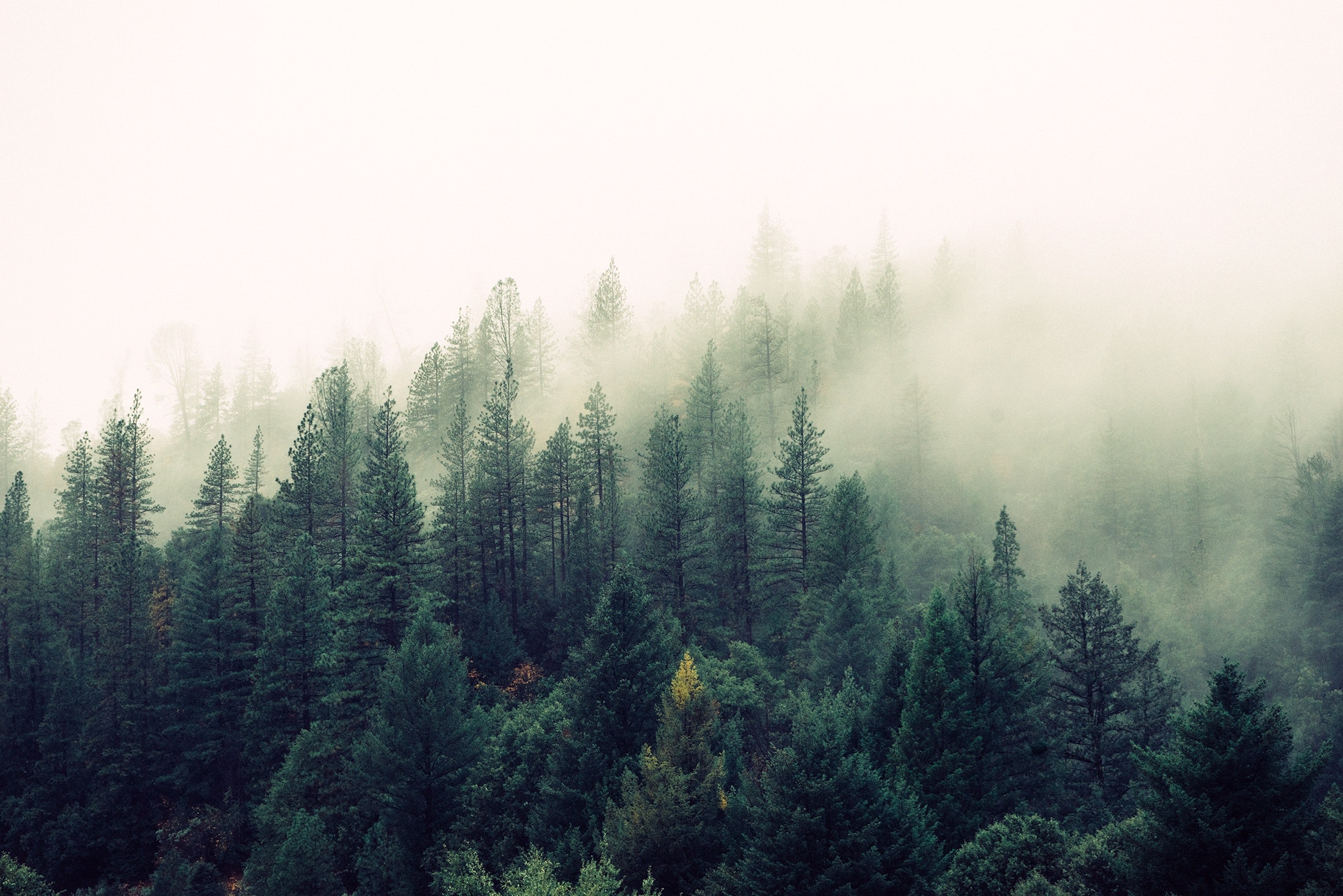 nature-forest-trees-fog-4827