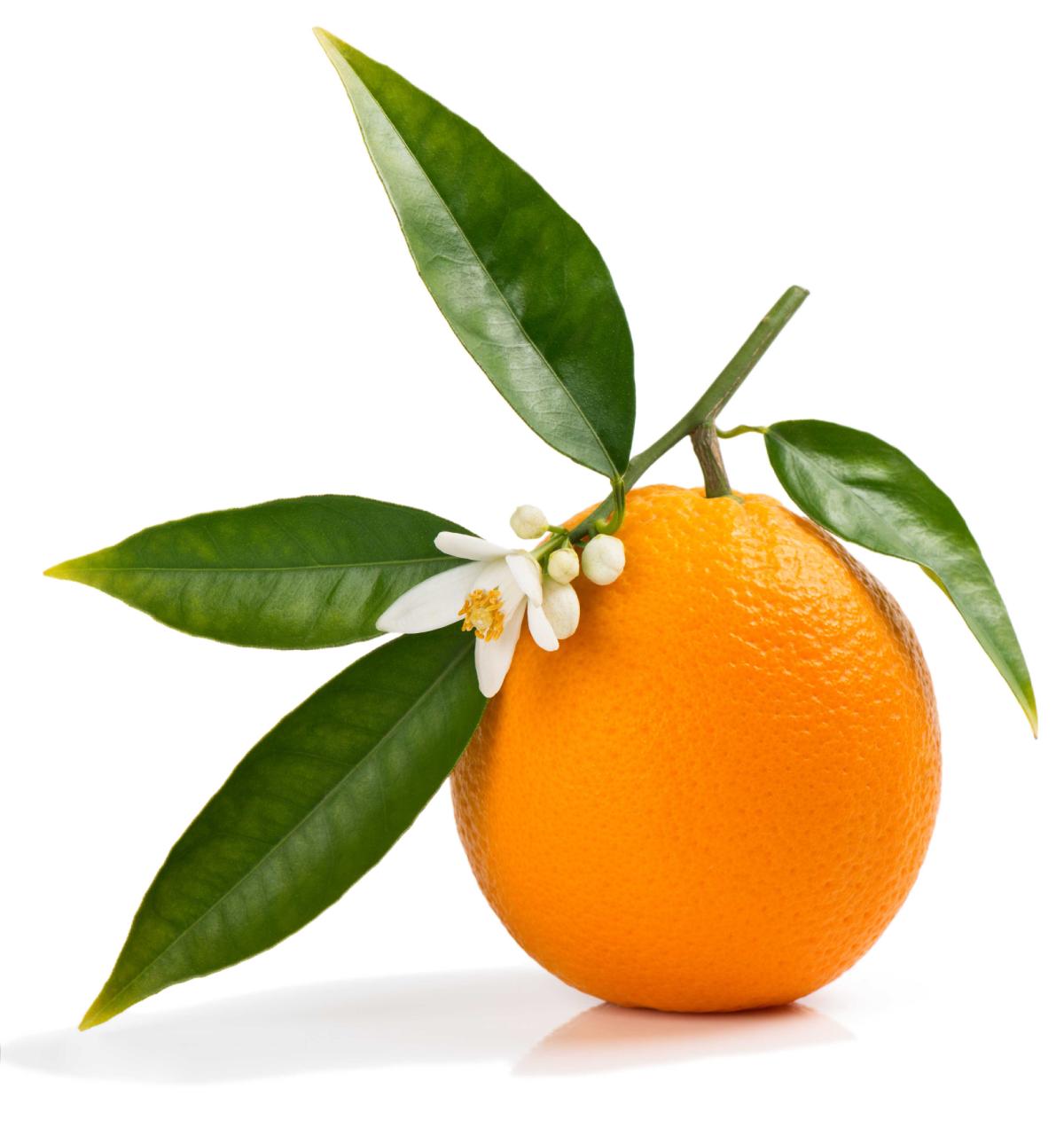 pomaranč na stonke s lístkami