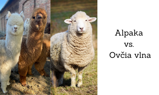 Alpaka vs. ovčia vlna: Ktorá je lepšia?