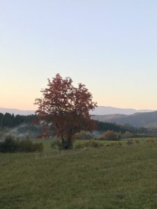 krasna farebna jesen - strom na luke