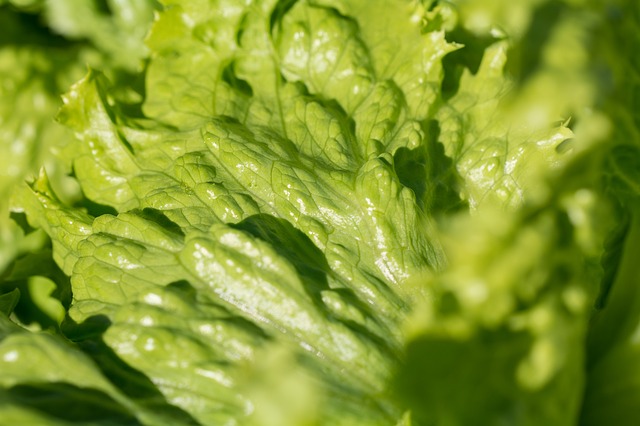 salad-1710339_640