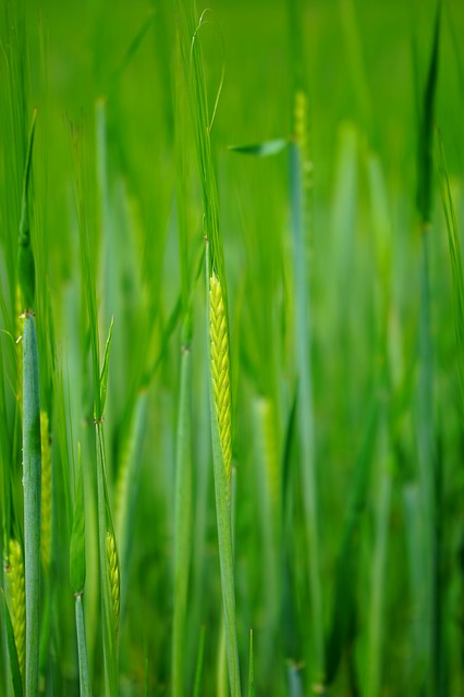 wheat-field-1365869_640