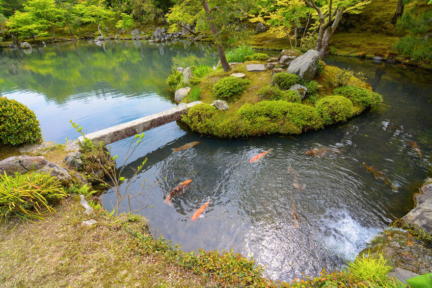 fosfor_riasy_jazierko_home_pond