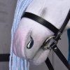 Hobby Horse Unicorn Rainbow mit schwarzem Halfter