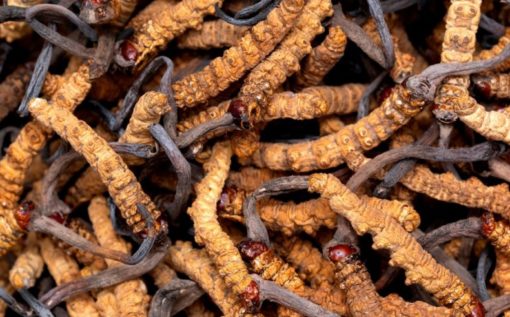 Cordyceps-510x317