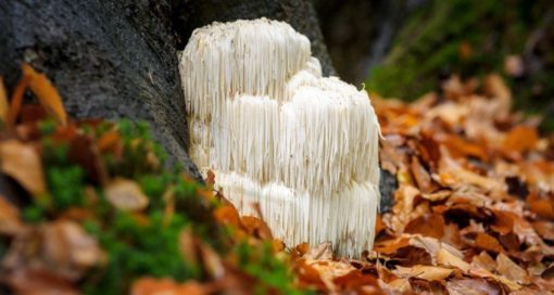 Lions-mushroom-510x272