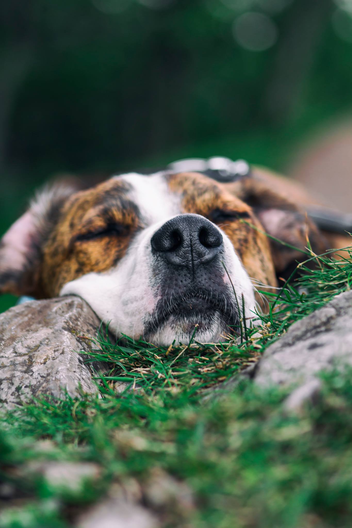 37228096_1579963832114757_3282701310297636864_o