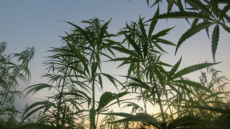 ČO JE BROADSPECTRUM A FULLSPECTRUM?