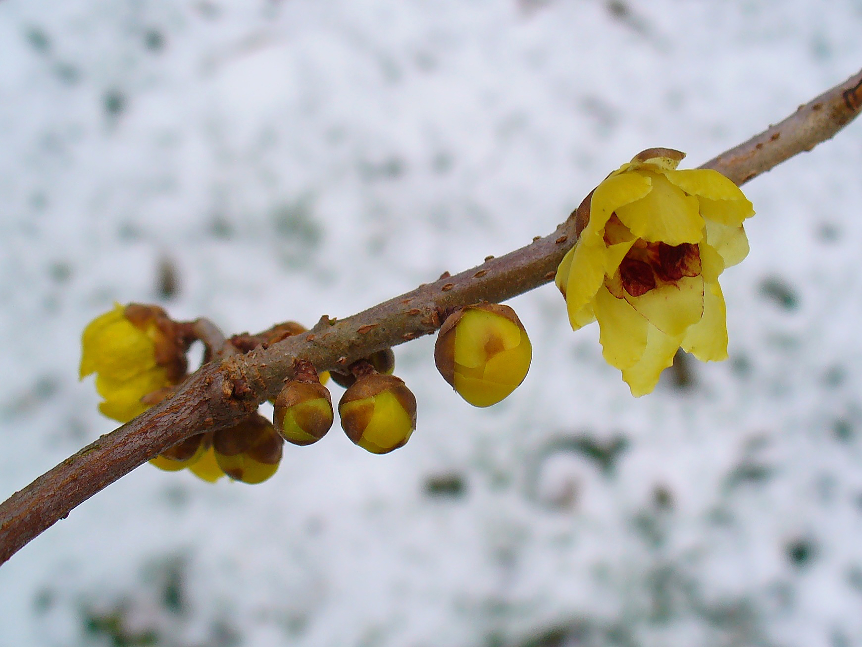 Chimonanthus_praecox_002