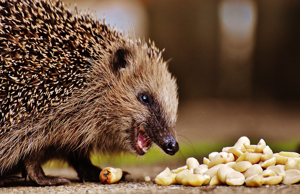 Spur-Hedgehog-Child-Animal-Hedgehog-Young-Hedgehog-1784179