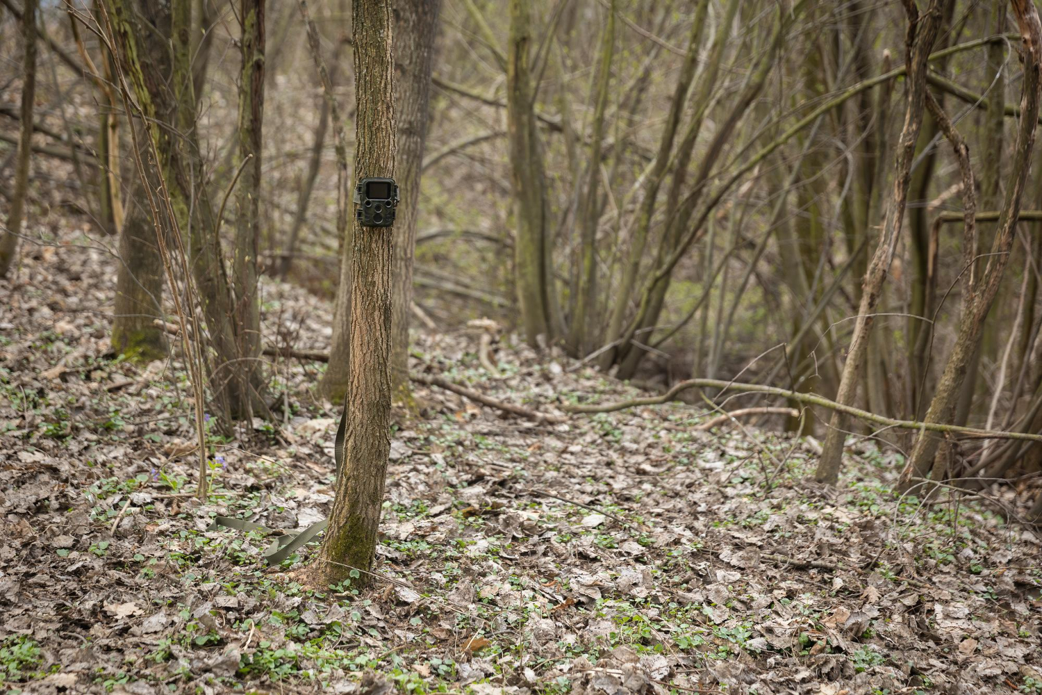 small-game-camera-attached-thin-tree-spring-forest