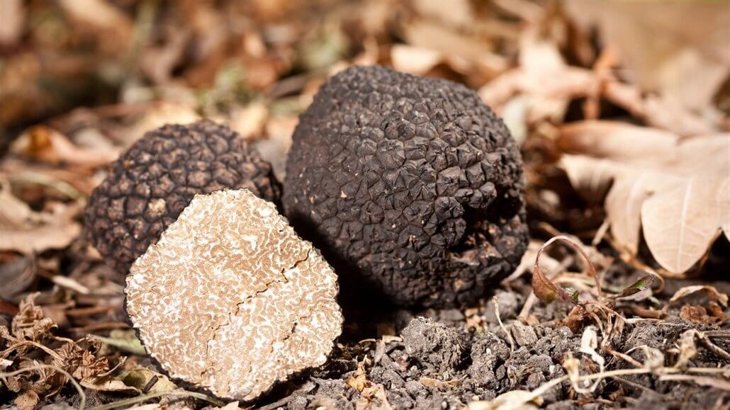 Kde roste lanýž: Původ a lokalizace této vzácné houby