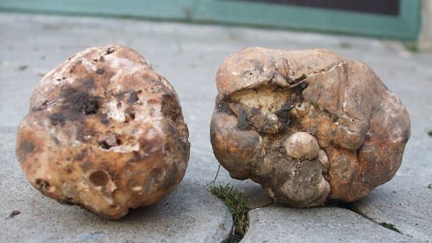 Co je burgundský lanýž: Skvost francouzské kuchyně