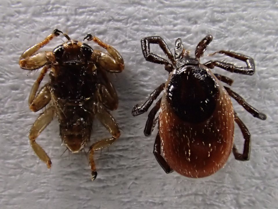 Co je kloš jelení: Nebezpečný hmyz v lesích