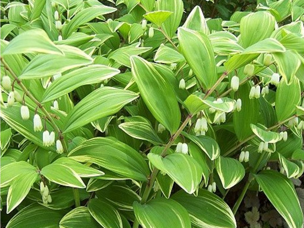 Co je kokořík - kde ho najdeme a co s ním dělat