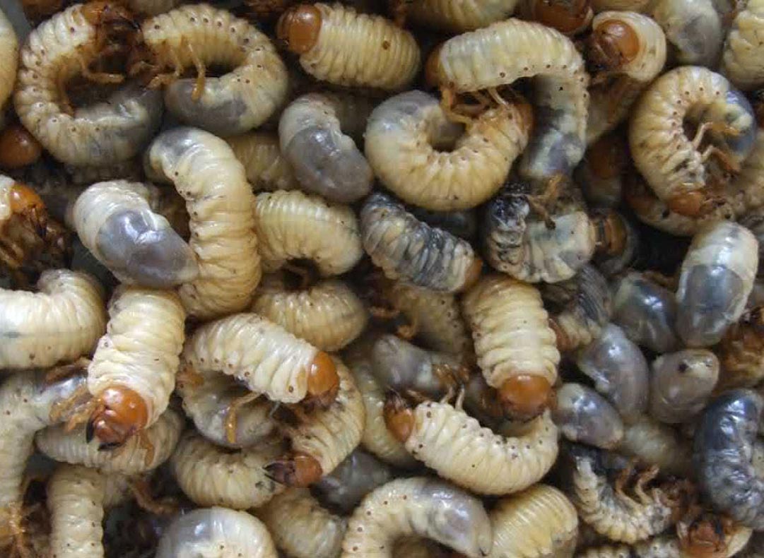 Co je ponrava a jak se jí zbavit: Rady pro ochranu zahrady